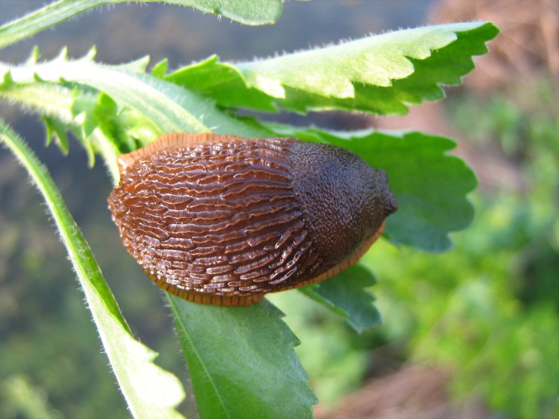 Arion vulgaris presso il fiume Stura di Demonte